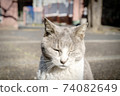 Sleepy tea cat 74082649
