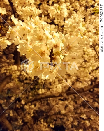 夜晚的櫻花 74082827