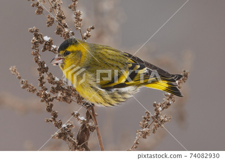 Bird - Eurasian Siskin ( Spinus spinus ) male ssits on dry grass and eats last year's seeds. Cloudy winter day. Close-up. 74082930