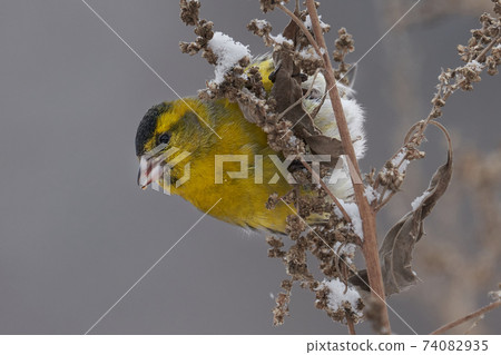 Bird - Eurasian Siskin ( Spinus spinus ) male ssits on dry grass and eats last year's seeds. Cloudy winter day. Close-up. Bird - Eurasian Siskin ( Spinus spinus ) male ssits on dry grass and eats last year's seeds. Cloudy winter day. Close-up. 74082935