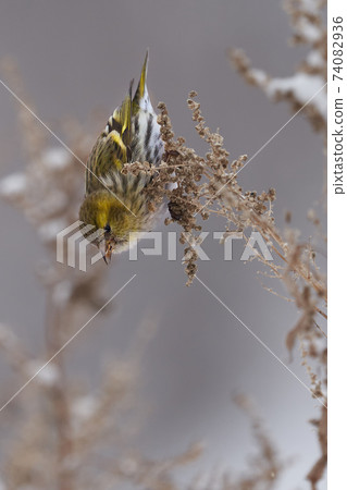 Bird - Eurasian Siskin ( Spinus spinus ) female ssits on dry grass and eats last year's seeds. Cloudy winter day. Close-up 74082936