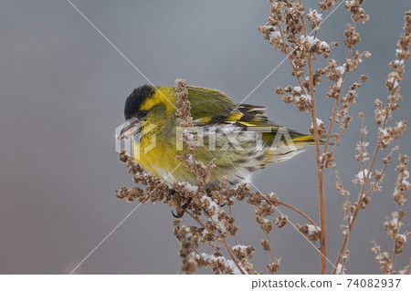 Bird - Eurasian Siskin ( Spinus spinus ) male ssits on dry grass and eats last year's seeds. Cloudy winter day. Close-up 74082937