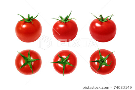 Midi Tomato Illustration Real Midi Tomato Illustration Real 74083149