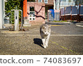 Walking cat 74083697