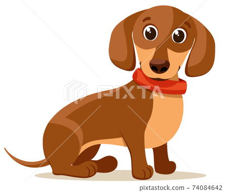 Dachshund brown with a collar sits. Character 74084642