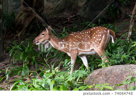 Close up of Female Spotted deer walking behind stone in forest 74084748