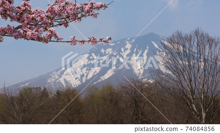 Mt. Iwaki and cherry blossoms in the remaining snow of 100 famous mountains in Japan in Hirosaki, Aomori Mt. Iwaki and cherry blossoms in the remaining snow of 100 famous mountains in Japan in Hirosaki, Aomori 74084856