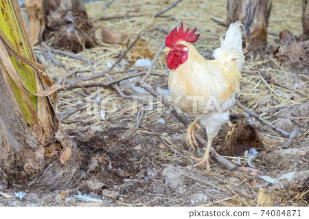 The Rhode Island is stand up in garden at thailand 74084871