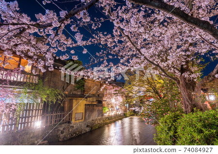 京都G園白河辰橋的櫻花 74084927
