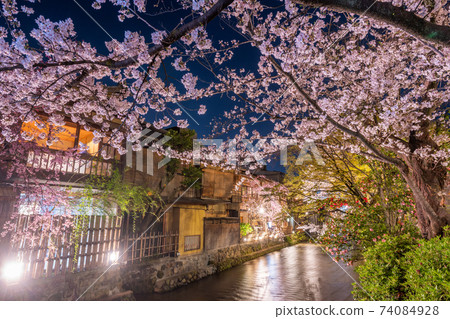 京都G園白河辰橋的櫻花 74084928
