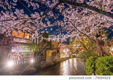 Sakura in Tatsumihashi, Gion Shirakawa, Kyoto 74084929