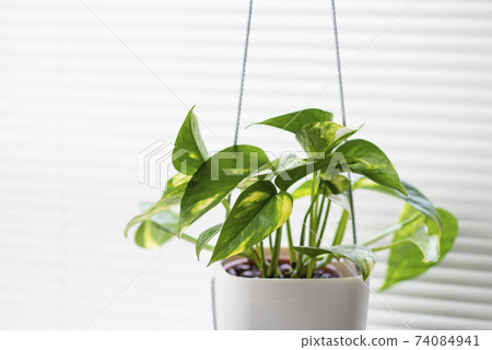 植物植物 74084941