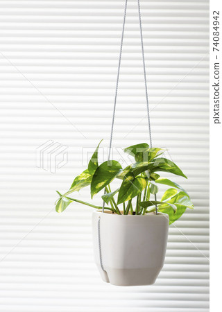 植物植物 74084942