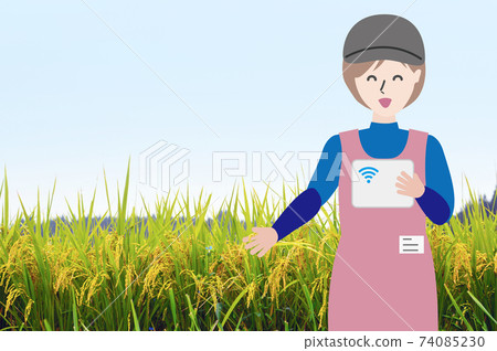 Women investigating rice ears Photos & Illustrations Women investigating rice ears Photos & Illustrations 74085230