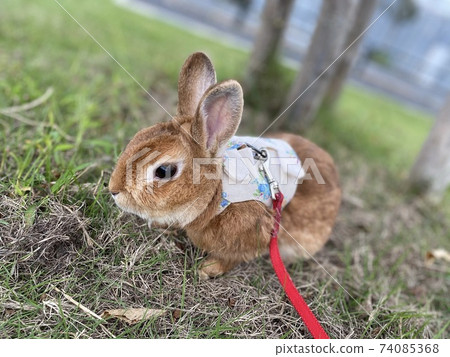 Rabbit with a lead walking on the lawn 74085368