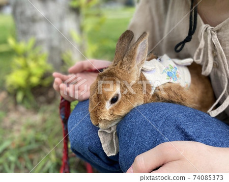 Pet rabbit that is often fond of its owner 74085373
