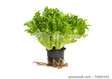 iceberg lettuce in the pot with the roots of white background. Side view, without shadow 74085385