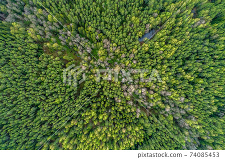 the texture of the green forest, the view from the top. Spring season, European Russia the texture of the green forest, the view from the top. Spring season, European Russia 74085453