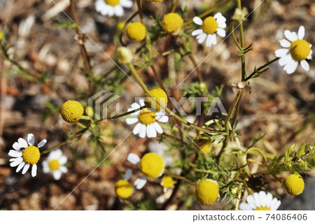 Daisies in meadow Daisies in meadow 74086406