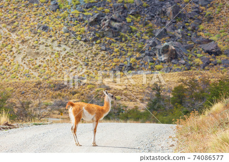 Guanaco 74086577