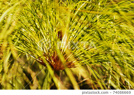 Plant of  papyrus detail 74086669
