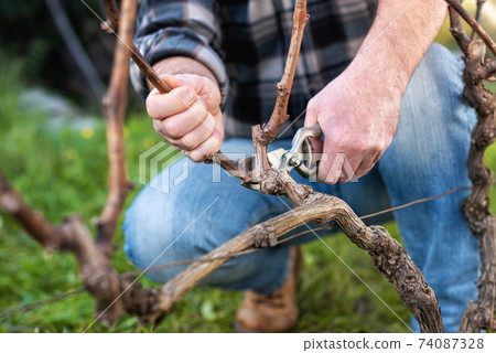 Farmer pruning the vine in winter. Agriculture. Farmer pruning the vine in winter. Agriculture. 74087328