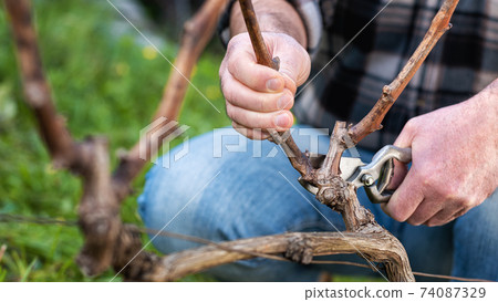 Farmer pruning the vine in winter. Agriculture. Farmer pruning the vine in winter. Agriculture. 74087329