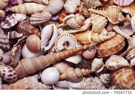 a lot of different empty sea shells on background, macro details a lot of different empty sea shells on background, macro details 74087716