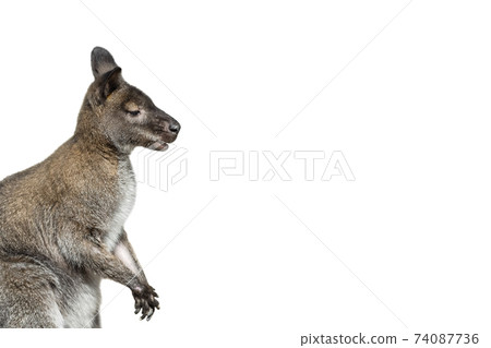 wallaby jumping