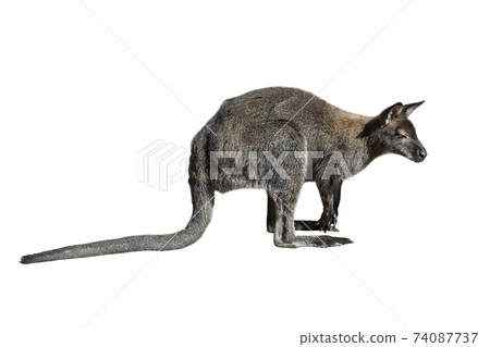 Male kangaroo isolated on white background. Big kangaroo full length, side view. The kangaroo preparing to jump. Zoo animals 74087737