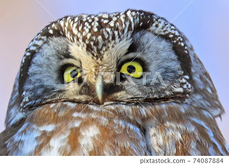 Portrait of Northern Saw-whet Owl, Quebec, Canada 74087884