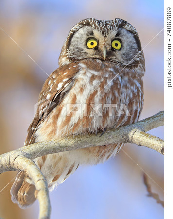 Northern Saw-whet Owl standing on a tree branch, Quebec, Canada 74087889
