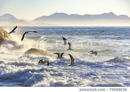 Seagull flying at dawn over the sea Seagull flying at dawn over the sea 74088036