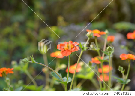 Dwarf orange avens Dwarf orange avens 74088335