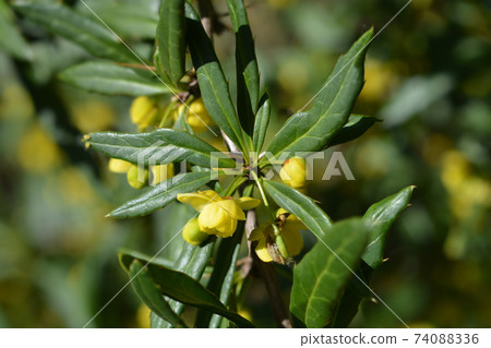 Gagnepains barberry Gagnepains barberry 74088336