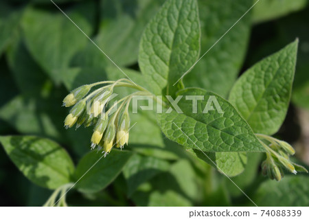 Tuberous comfrey 74088339