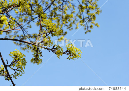 Norway maple 74088344