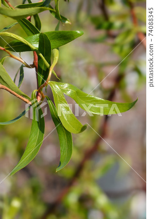 Dragons claw willow 74088345