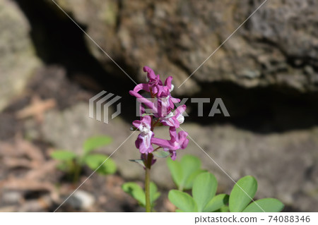 Hollowroot Hollowroot 74088346