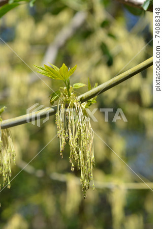 Boxelder maple Boxelder maple 74088348