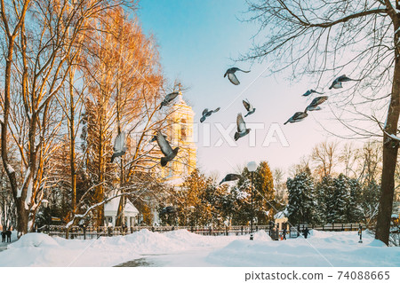 Gomel, Belarus. Winter City Park. Pigeons Doves Birds Are Flying Near Peter And Paul Cathedral In Sunny Winter Day. Famous Local Landmark In Snow 74088665