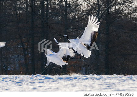 Flying crane Flying crane 74089556