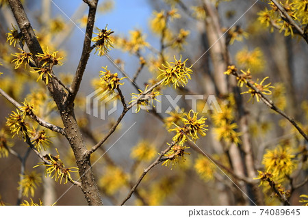 2月調布814 Hamamelis mollis（中國金縷梅，中國金縷梅），金縷梅家族，慶應義Floral花卉園昂熱 74089645
