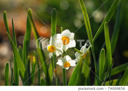 2月調布804日本水仙(Narcissus narcissus),石蒜科,慶應義Floral花卉園昂熱 2月調布804日本水仙(Narcissus narcissus),石蒜科,慶應義Floral花卉園昂熱 74089656