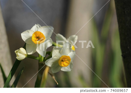 2月調布801日本水仙(Narcissus narcissus),石蒜科,慶應義Floral花卉園昂熱 2月調布801日本水仙(Narcissus narcissus),石蒜科,慶應義Floral花卉園昂熱 74089657