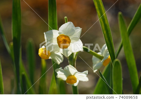 2月調布802 Nihonzuisen(日本水仙),石蒜科,慶應義Floral花卉園昂熱 2月調布802 Nihonzuisen(日本水仙),石蒜科,慶應義Floral花卉園昂熱 74089658