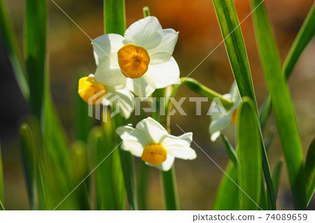 2月調布803日本水仙（Narcissus narcissus），石蒜科，慶應義Floral花卉園昂熱 74089659