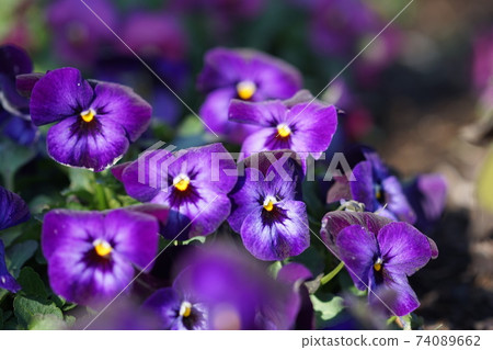 二月調布797 Pansy,堇科,慶應義Floral花卉花園昂熱 二月調布797 Pansy,堇科,慶應義Floral花卉花園昂熱 74089662