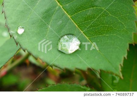Water droplets on green leaves 74089737