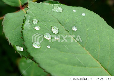 Water droplets on green leaves Water droplets on green leaves 74089738